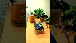 Three plants having a jam