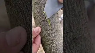 Grafting an Orange 🍊 tree to a Lemon🍋 Tree