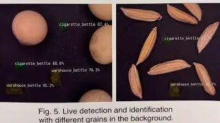 Detection and Classification of Insects using NVIDIA Jetson Nano