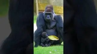 Sweet Interactions Between Gorilla Jabali and His Baby #GorillaGina#AnimalStories#WildlifeWonder
