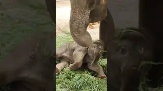 Mom Eats, Calf Sleeps! A Funny Moment in Elephant Family😅 #babyelephant #funnyelephant #shorts