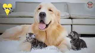 Funniest Animals Moments Ever  😹🐶 NEW Funniest Dogs Video 🐶🐱  Funny Animals Videos  #116