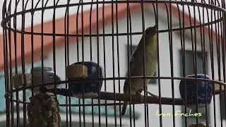 Mata Puteh Singing ~ 白眼圈鳥鳴唱...