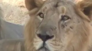 #Asiatic #lion Gir #Sanctuary#travel 
