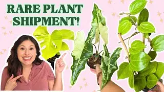 New plant shipment at our shop: RARE PLANTS!