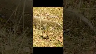 Land Monitor Lizard in the grass #shorts