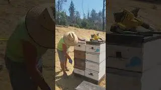  looking into the top box on a honey maker!