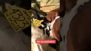 Zee tag application #cow #animalfarming #cattlefarming