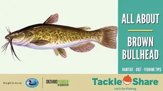 All About Brown Bullhead (IN 4 MINUTES)