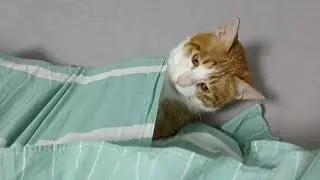 Owner discovers cat sleeping inside pillow in Zhejiang, China