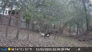 Thick Neck Buck Deer in Rut - 12/03/25 - Trail Cam - San Antonio, TX - Bexar County - Sea World