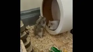 Cute Bible Christian Hamsters sharing their wooden Hamster wheel. Hebrews 13:16 (Alpha and Omega)