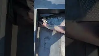 Catching Jumbo Kokanee On Okanagan Lake BC. #okanagan  #fishing #britishcolumbia