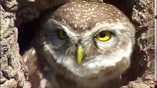 Aravalli Biodiversity Park : A Bird Paradise