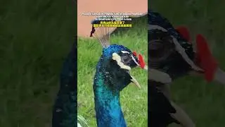Peacock spreading its stunning tails! Sharing this beauty and luck with you!#greennanning  #peacock