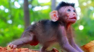 Pretty Cute Baby Monkey Cambodia