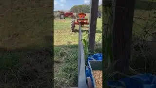 Making feed for the steers #allischalmers #case #mill #corn #grinder #cowchow #grainfed #farm #steer