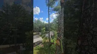 Piney dancer #arborist #tree #treecare #maine #shorts #chainsaw #husqvarna #pine @jdclimbs2073