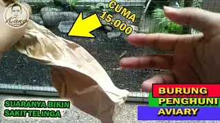 burung yang cocok di kandang aviary sederhana harga murah sekali dengan suara melengking