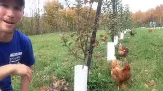 Нужно ли мульчировать почву вокруг яблонь?