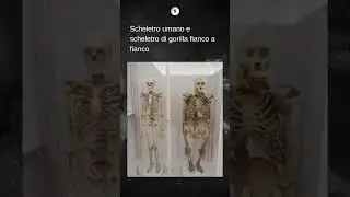 Lo scheletro umano e quello del gorilla sono simili per struttura di base, ma con molte differenze.