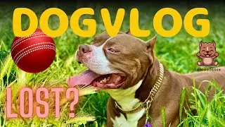 DOGVLOG2: BIGGIE'S MORNING ROUTINE WITH SOME FETCH (LOST MY BALL)