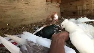 Pigeons in Jamaica 🇯🇲