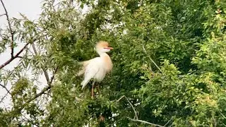 H&eacute;ron garde b&oelig;uf, Cattle Egret, Bubulcus ibis, Romelaere, Mai 2025