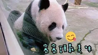 團團拿到大窩窩頭，大口享用好開心|熊貓貓熊The Giant Panda Yuan Yuan and Yuan Bao|台北市立動物園