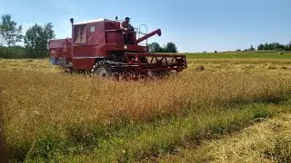 prawdziwe polskie żniwa 2022 bizon zo40 polska moc  w akcji 💪💪💪