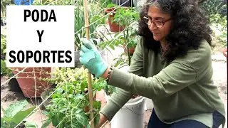 Mantenimiento de mis jitomates indeterminados 🍅