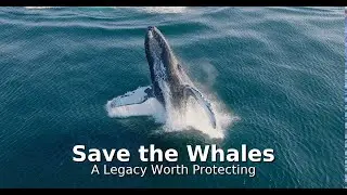 Save the Whales: A Legacy Worth Protecting