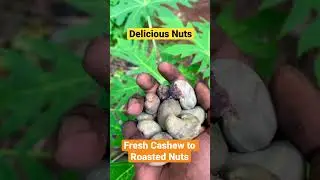 Cashew Nuts Roasting from Fresh Nuts | Cashewnuts Making