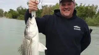 STRIPED BASS fishing on the Yuba, Feather rivers