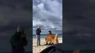 Dog Gets Zoomies During Proposal 😂 #shorts