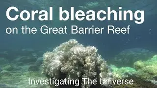 Saving Our Coral Reefs: Battling the Threat of Coral Bleaching | Investigating The Universe