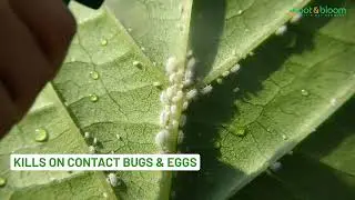 Get rid of mealy bugs from your garden | Best bug repellant for plants
