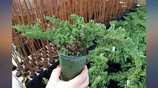 Dwarf Japanese Garden Juniper- Juniperus procumbens &lsquo;Nana&rsquo; - 4