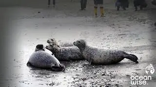 Harbour Seals Released Back into the Wild | Ocean Wise