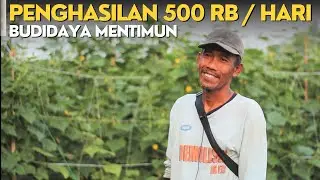 BUDIDAYA MENTIMUN I Peluang Sukses bertani sayur I penghasilan 500 rb perhari