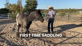 How to Saddle a Horse for the First Time w/ Casper: Part 1