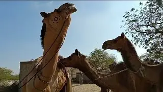 camel's love time pass at water pond in hot season #camel #love #nature