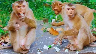 Miss monkey Rojo very much, and who misses him?