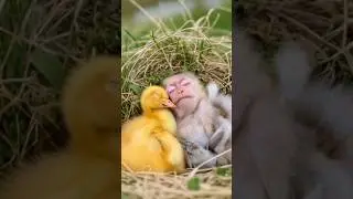 Adorable Baby Monkey and Duckling Sleeping Together!#AnimalFriendship #CuteAnimals #BabyMonkey