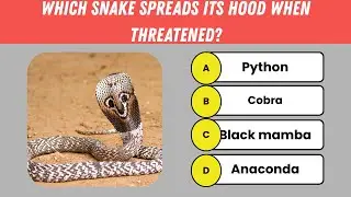 🐍 Snakes Quiz | 20 Deadly & Fascinating Snake Questions