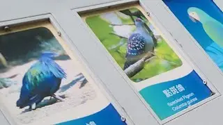 BIRD AT PARK