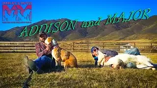 Marley's Mutts update with Addison and Major!