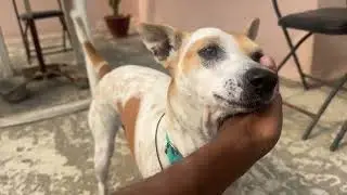 Cold Weather, Hot Reactions ❄️🐾 | Pets Fighting for Warmth 😂 #shorts #shortsfeed