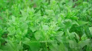 Green Manuring-The Secret to Sustainable Agriculture #greenmanure #agriculture #sustainablefarming