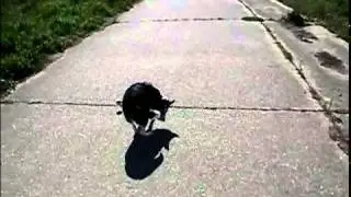 Dog gets hit in the place his nuts used to be by a tennis ball in slow motion